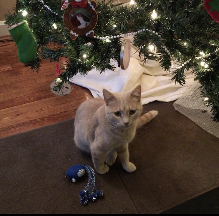 Madeira sitting under the Christmas tree